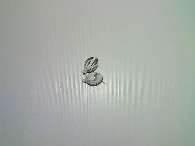 pair of earrings pair of earrings