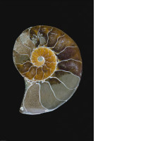 ikea poster  61x91 cm