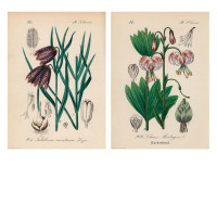 ikea poster Martagon lily, 50x70 cm 2 piece ikea poster Martagon lily, 50x70 cm 2 piece