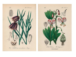 ikea poster Martagon lily, 50x70 cm 2 piece