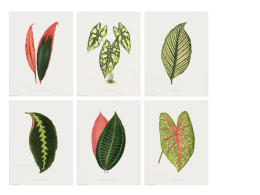 ikea poster decorative dish, 40x50cm, 6 ps