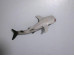 shark model