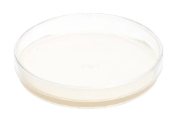 Set of 5 Petri dishes