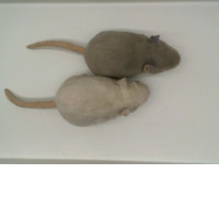 Set of 2 Mouse Doll Set of 2 Mouse Doll