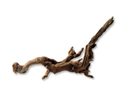 Horn Wood. Decorative tree for aquarium
