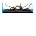 Horn Wood. Decorative tree for aquarium