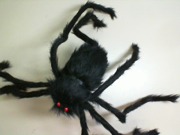 Spider for Halloween
