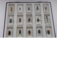 Collectible set of 15 insects in epoxy resin