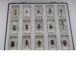 Collectible set of 15 insects in epoxy resin