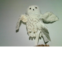 Owl toy