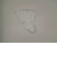 Set of 5 White ankle socks 
