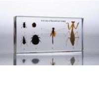 Insect models in transparent plastic