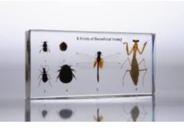 Insect models in transparent plastic Insect models in transparent plastic