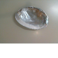 A plate in the shape of a shell