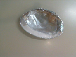 A plate in the shape of a shell